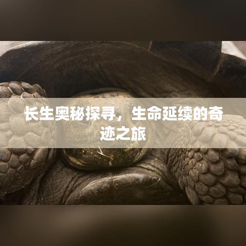 长生奥秘探寻，生命延续的奇迹之旅