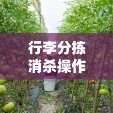 行李分拣消杀操作规范与必要性解析