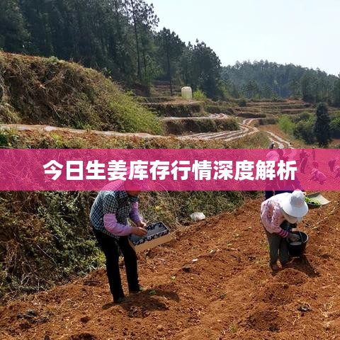 今日生姜库存行情深度解析