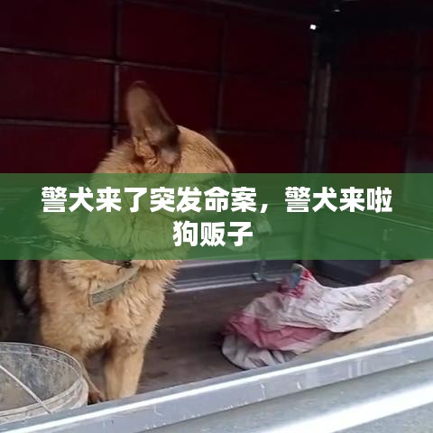 警犬来了突发命案，警犬来啦狗贩子 