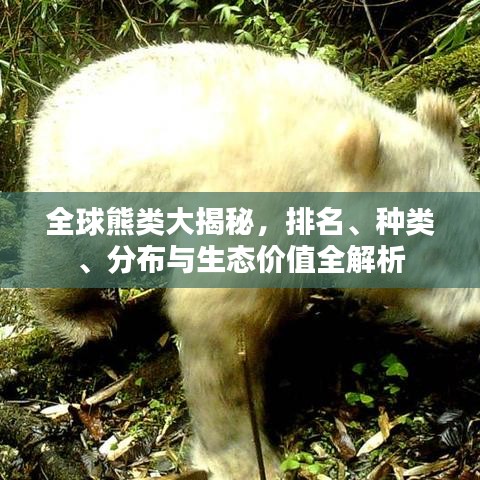 全球熊类大揭秘，排名、种类、分布与生态价值全解析