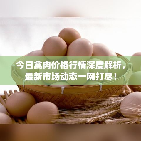 今日禽肉价格行情深度解析，最新市场动态一网打尽！