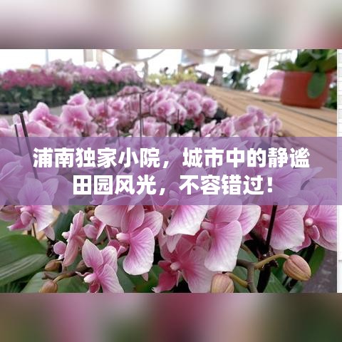浦南独家小院，城市中的静谧田园风光，不容错过！