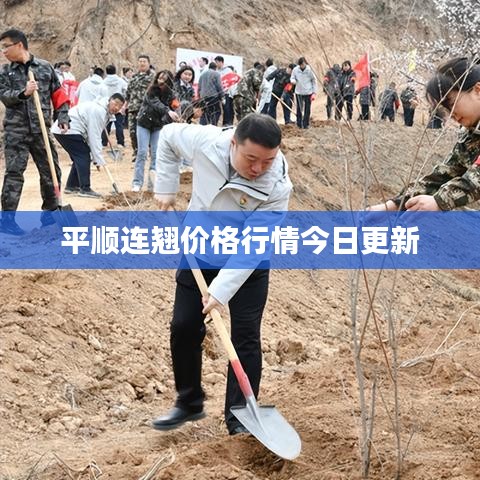 平顺连翘价格行情今日更新
