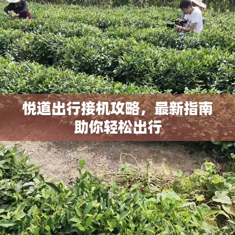 悦道出行接机攻略，最新指南助你轻松出行