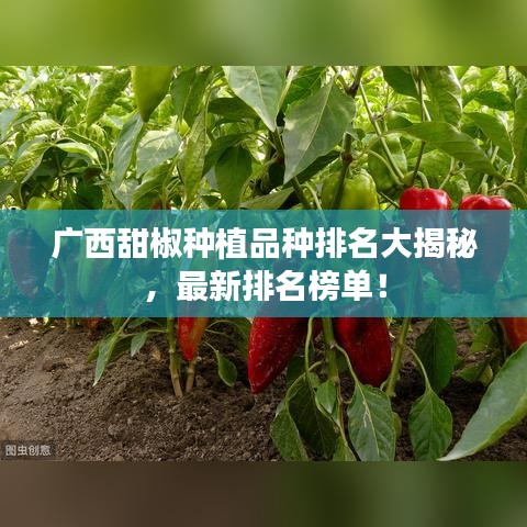 广西甜椒种植品种排名大揭秘，最新排名榜单！