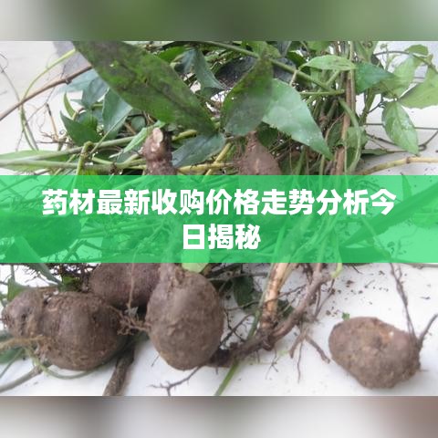 药材最新收购价格走势分析今日揭秘