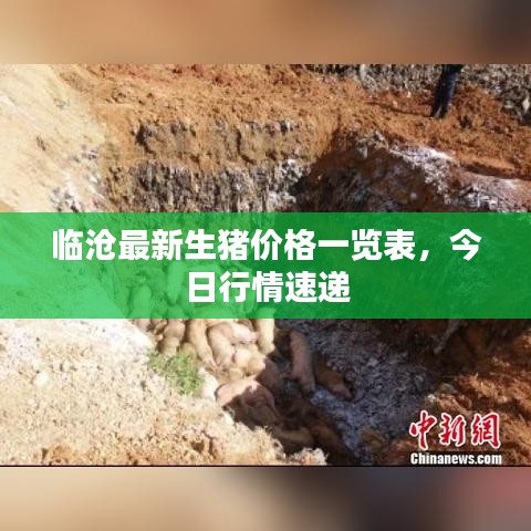 临沧最新生猪价格一览表，今日行情速递