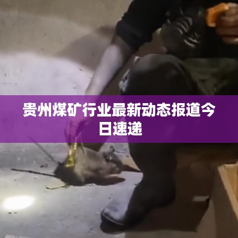 贵州煤矿行业最新动态报道今日速递