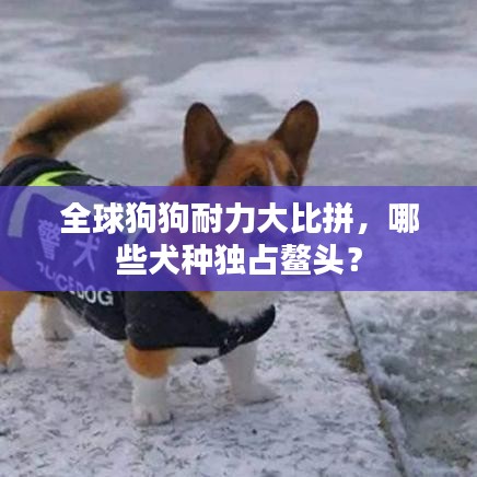 全球狗狗耐力大比拼，哪些犬种独占鳌头？