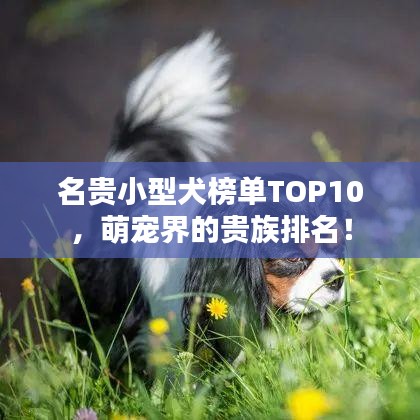 名贵小型犬榜单TOP10，萌宠界的贵族排名！