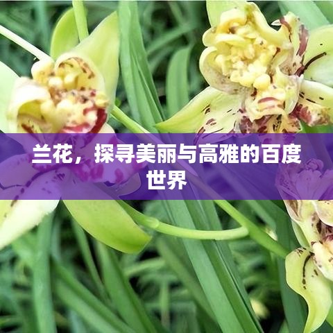 兰花，探寻美丽与高雅的百度世界