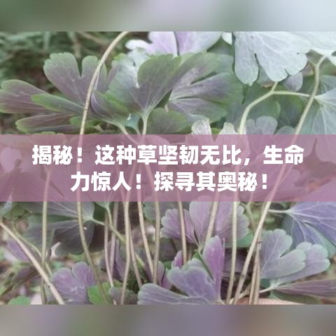 揭秘！这种草坚韧无比，生命力惊人！探寻其奥秘！