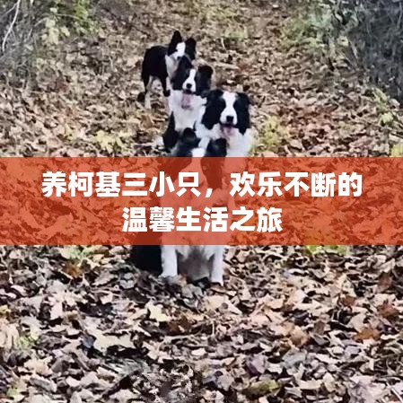 养柯基三小只，欢乐不断的温馨生活之旅