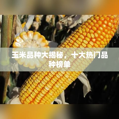 玉米品种大揭秘，十大热门品种榜单