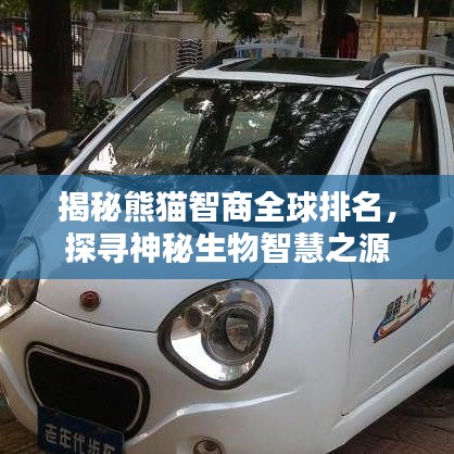 揭秘熊猫智商全球排名，探寻神秘生物智慧之源