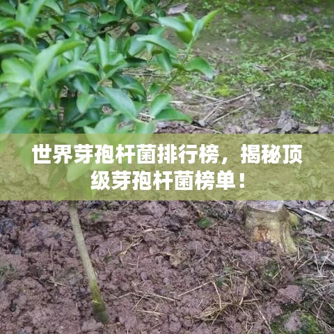 世界芽孢杆菌排行榜，揭秘顶级芽孢杆菌榜单！