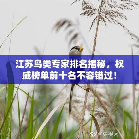 江苏鸟类专家排名揭秘，权威榜单前十名不容错过！