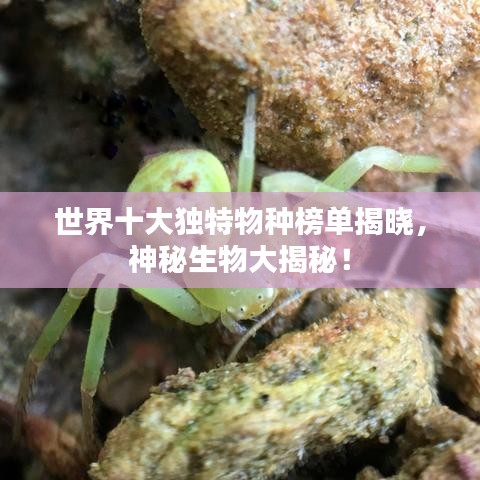 世界十大独特物种榜单揭晓，神秘生物大揭秘！