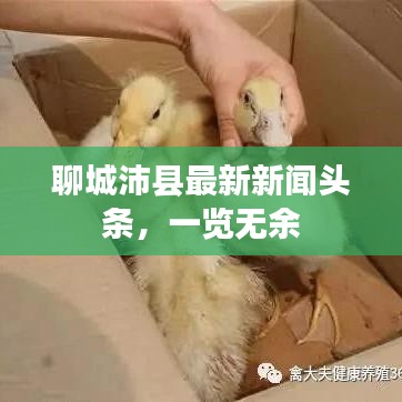 聊城沛县最新新闻头条，一览无余